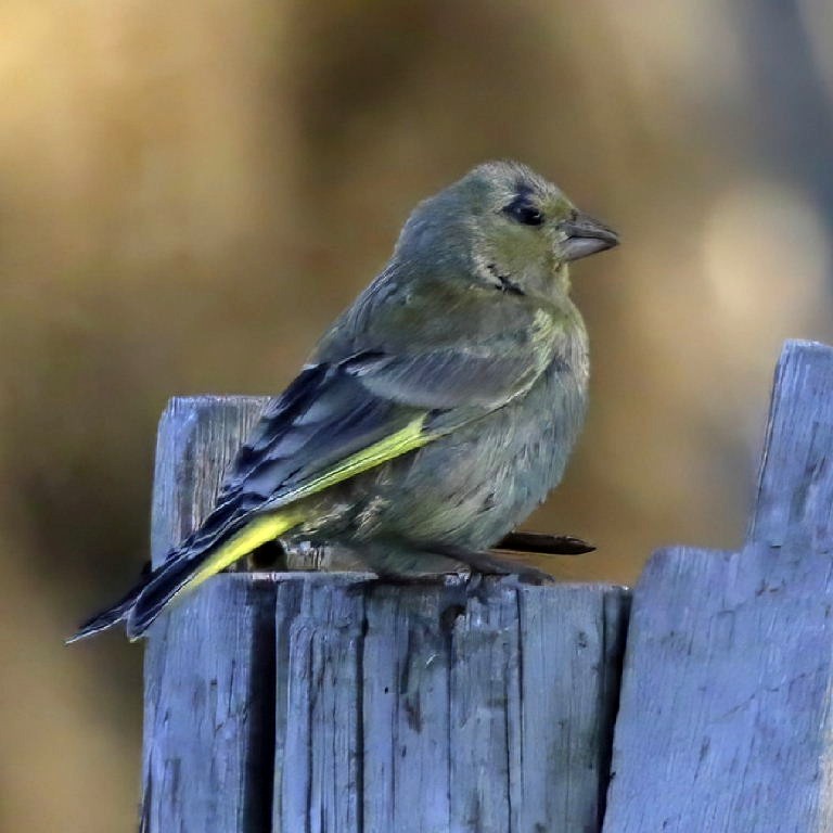 Grey-capped Greenfinch