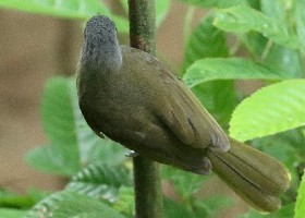 Grey-headed Bristlebill