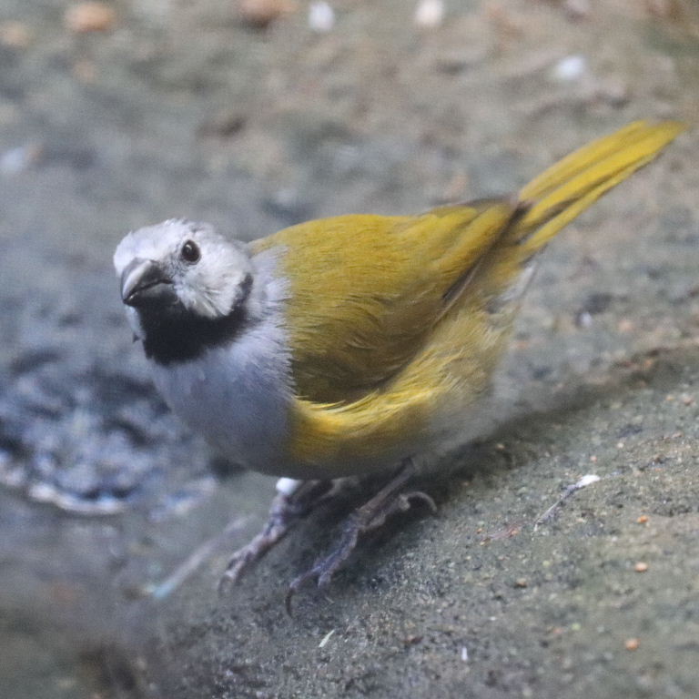 Grey-headed Oliveback