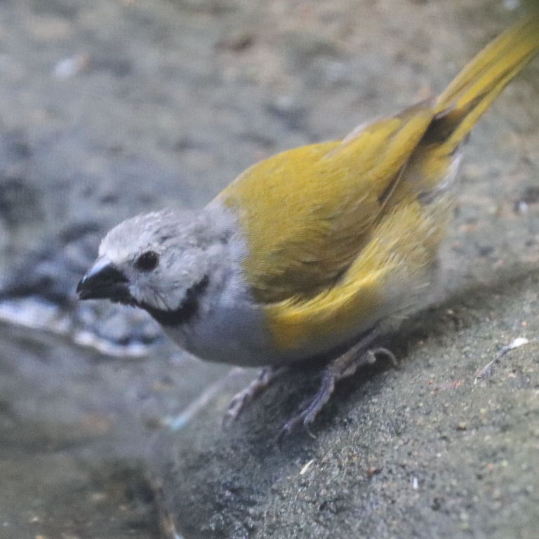 Grey-headed Oliveback
