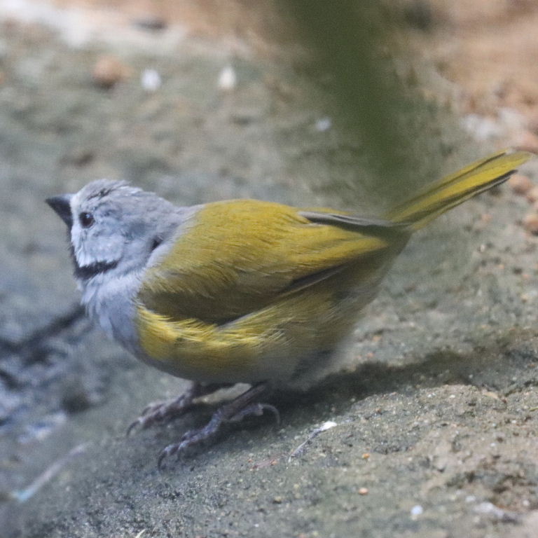 Grey-headed Oliveback