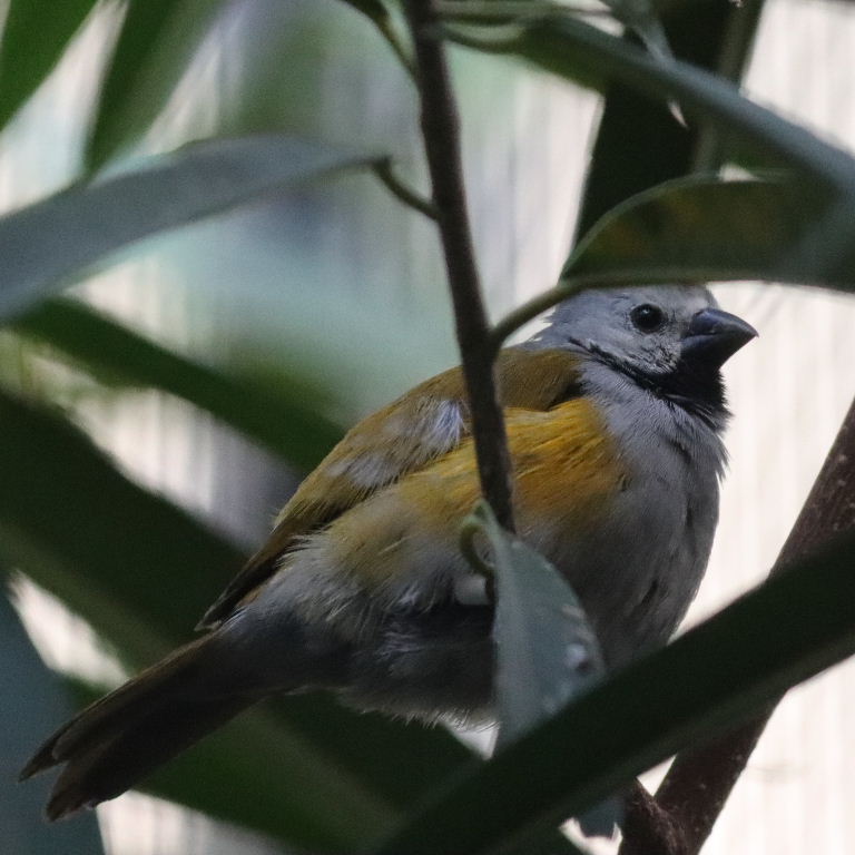 Grey-headed Oliveback