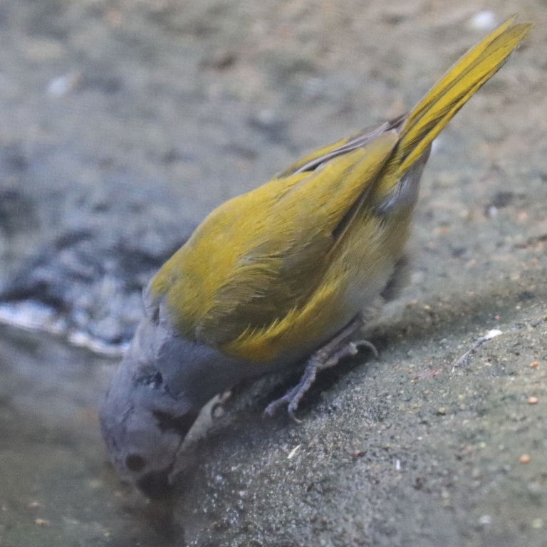 Grey-headed Oliveback
