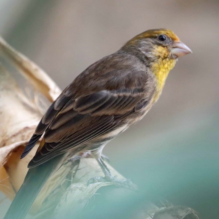 House Finch yellow variant