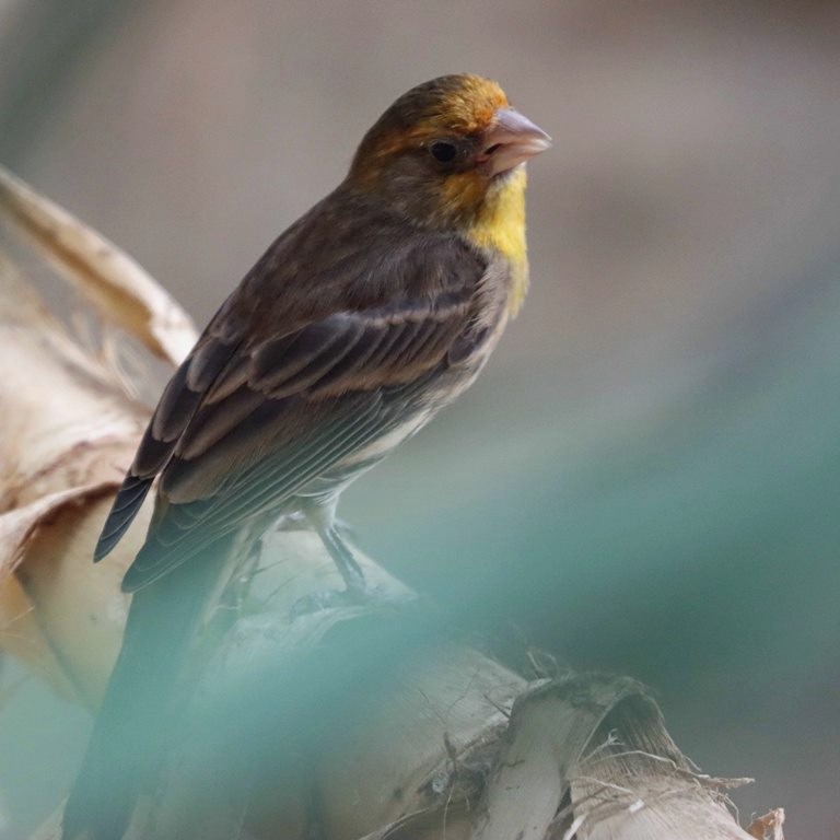 House Finch yellow variant