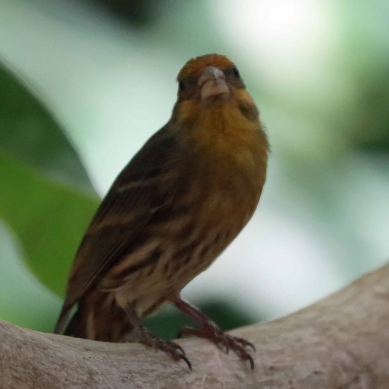House Finch yellow variant