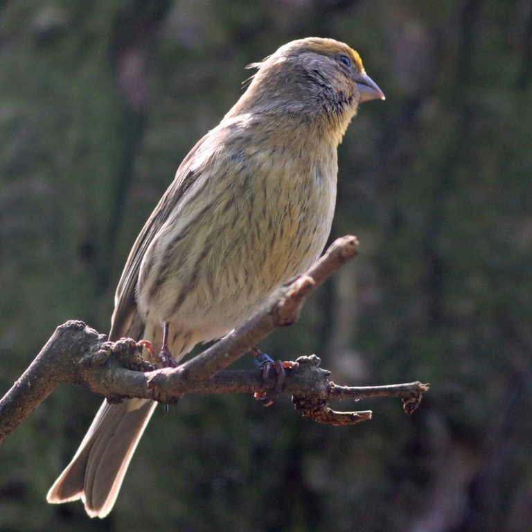 House Finch male