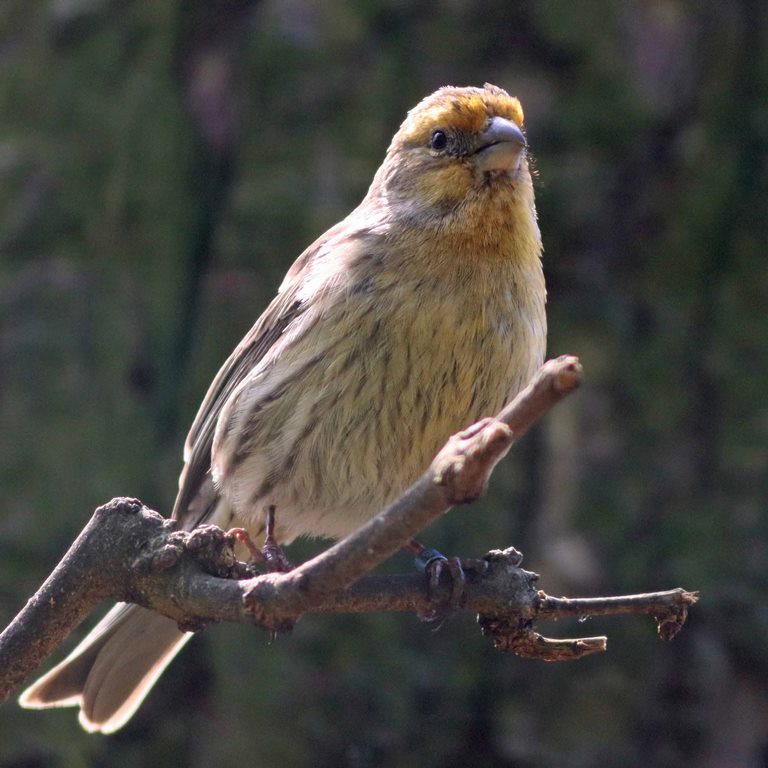 House Finch