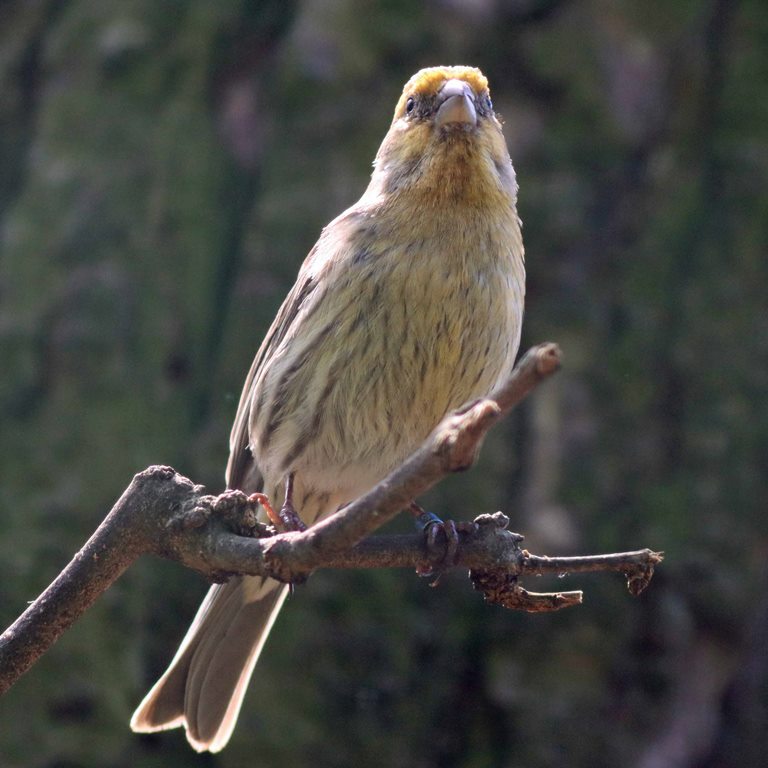 House Finch female