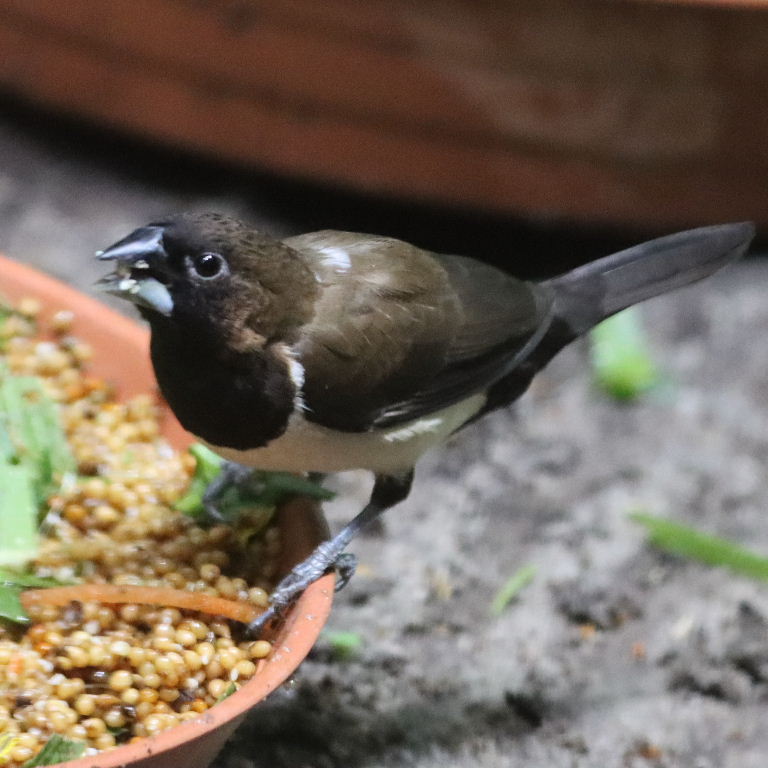 Javan Munia