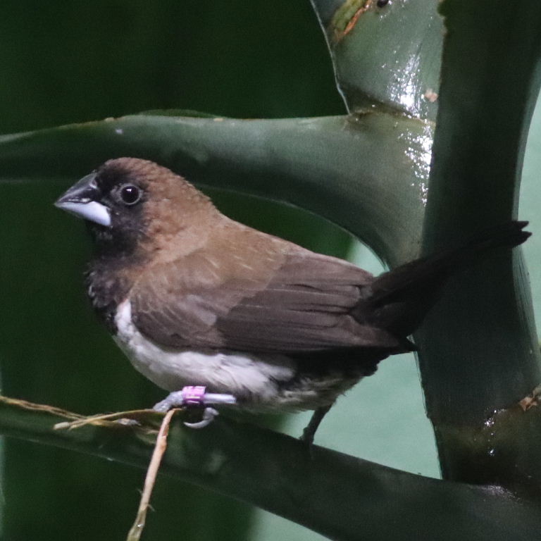 Javan Munia