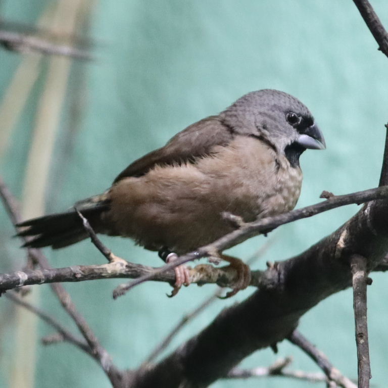 Madagascar Mannikin
