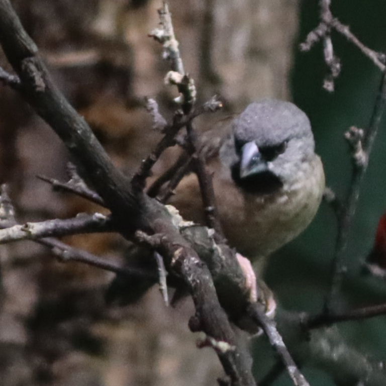 Madagascar Mannikin