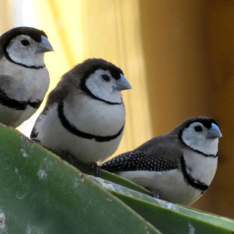 Double-barred Finches
