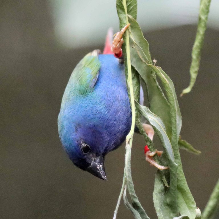 Forbes Parrotfinch