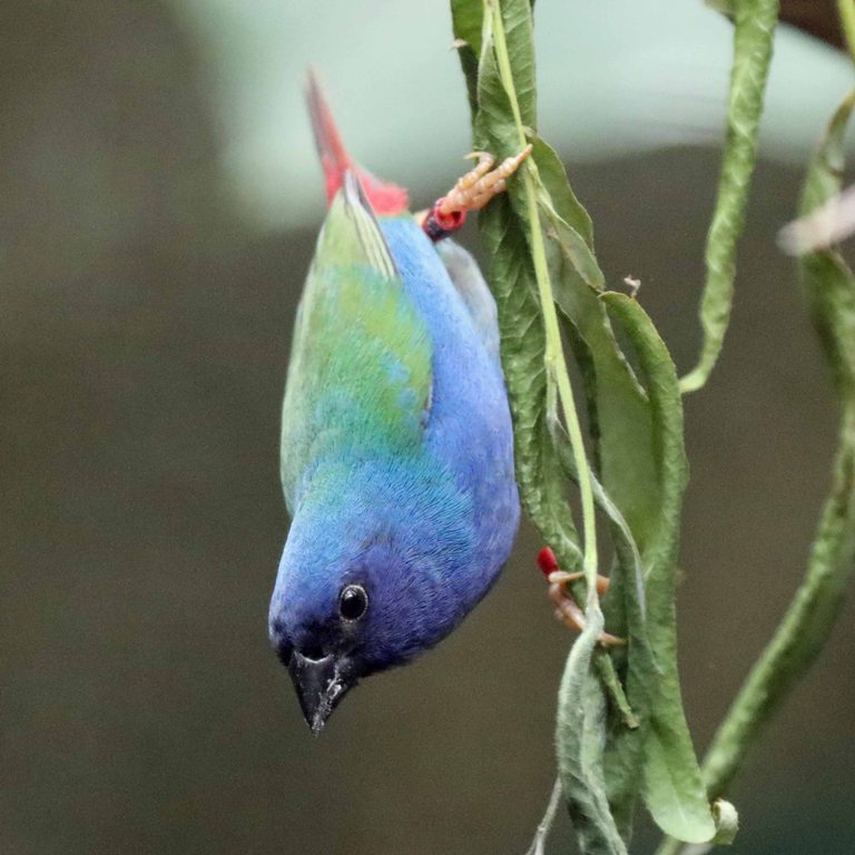 Forbes Parrot Finch
