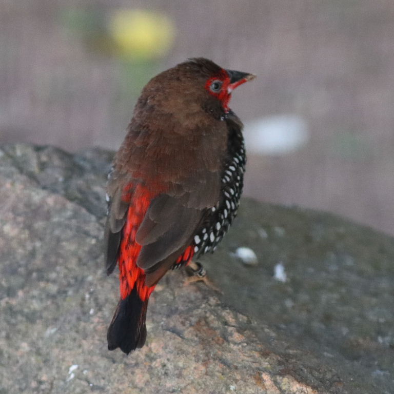 Painted Firetail