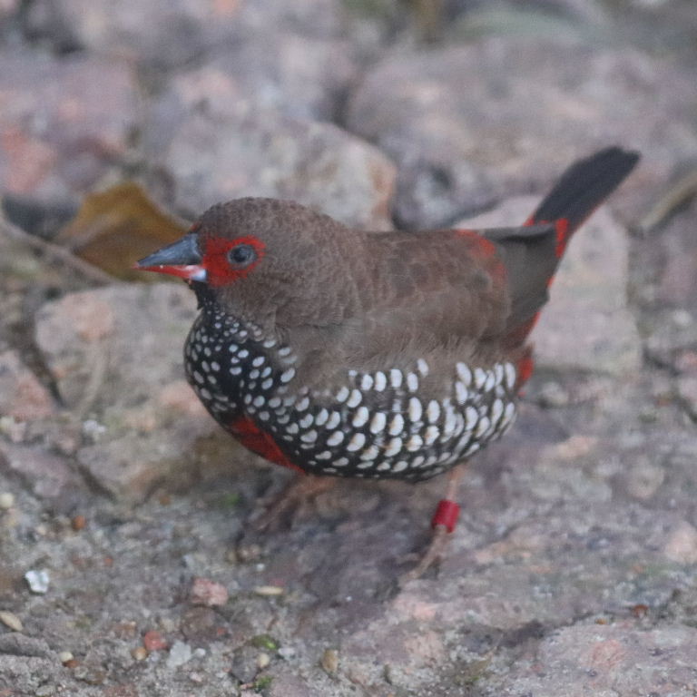 Painted Firetail