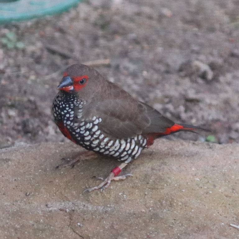 Painted Firetail