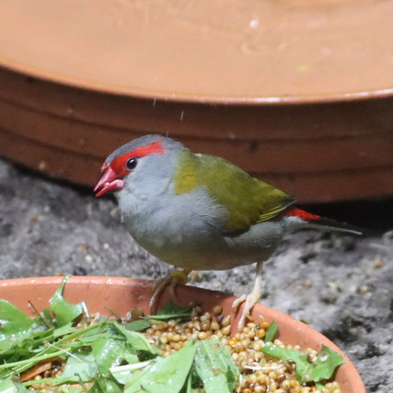 Red Browed Finch