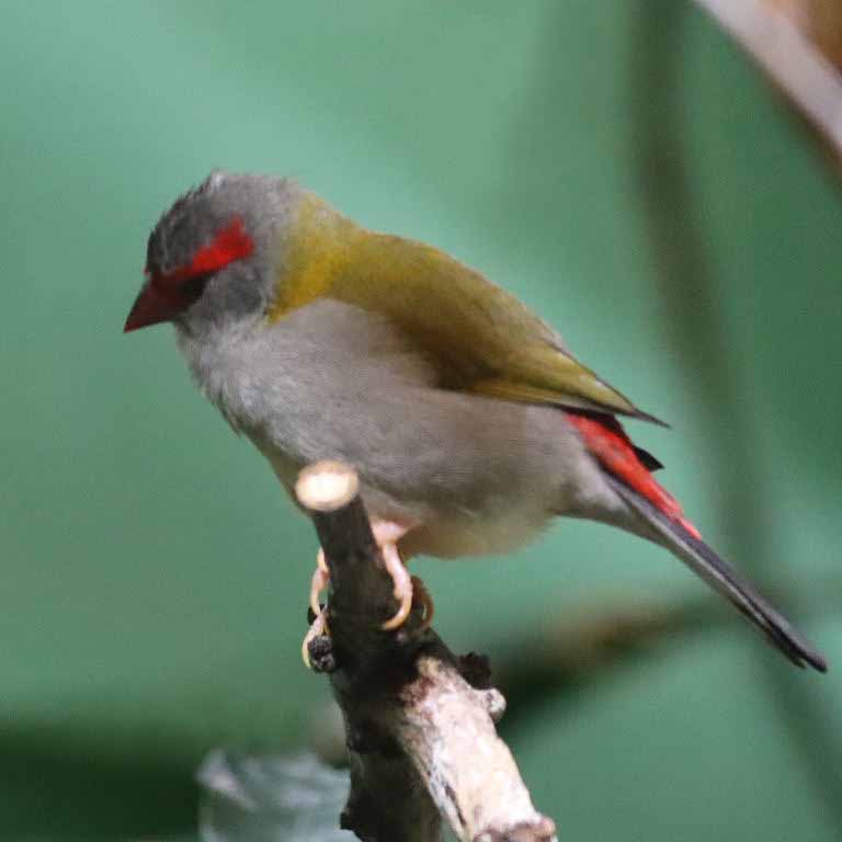 Red Browed Finch