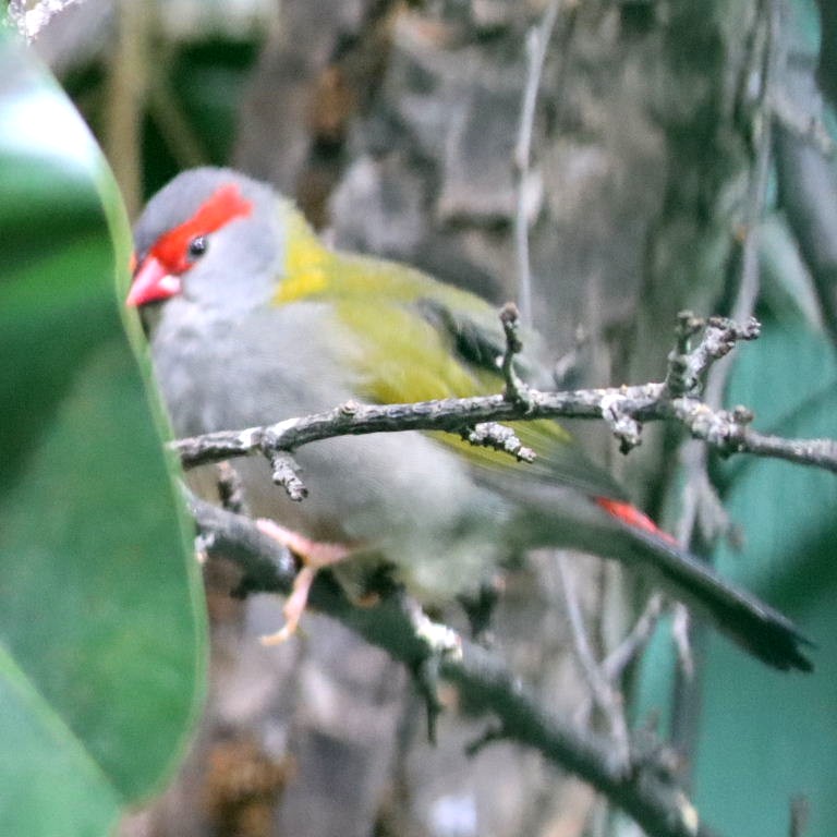 Red Browed Finch