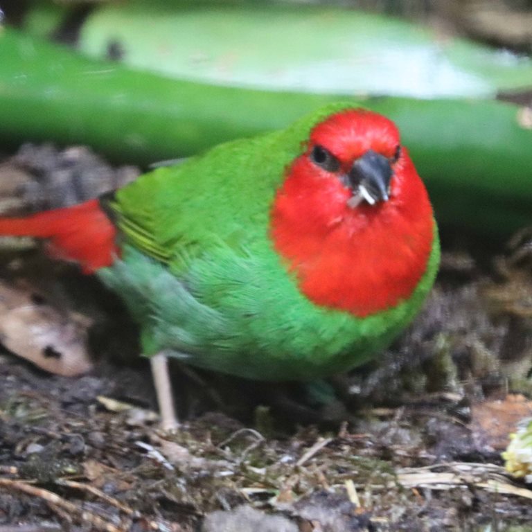 Red-throated Parrotfinch