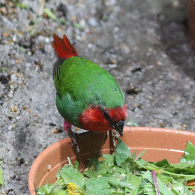 Red-throated Parrot Finch