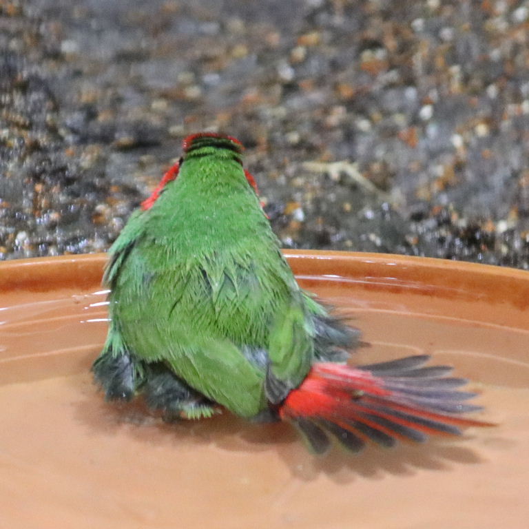 Red-throated Parrotfinch