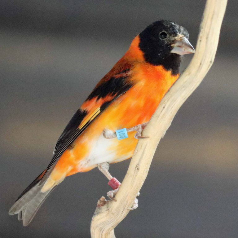 Red Siskin