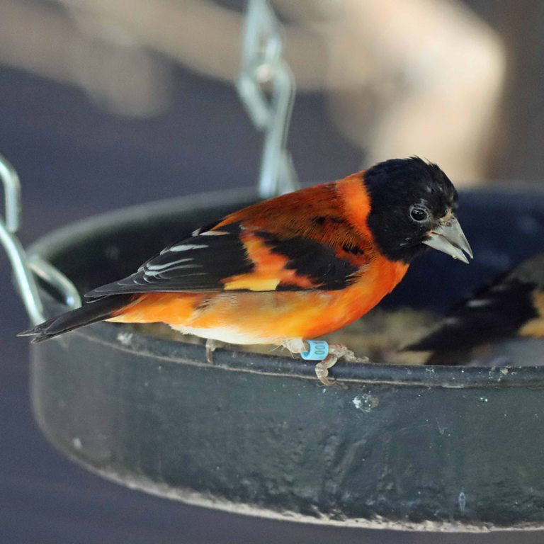 Red Siskin male