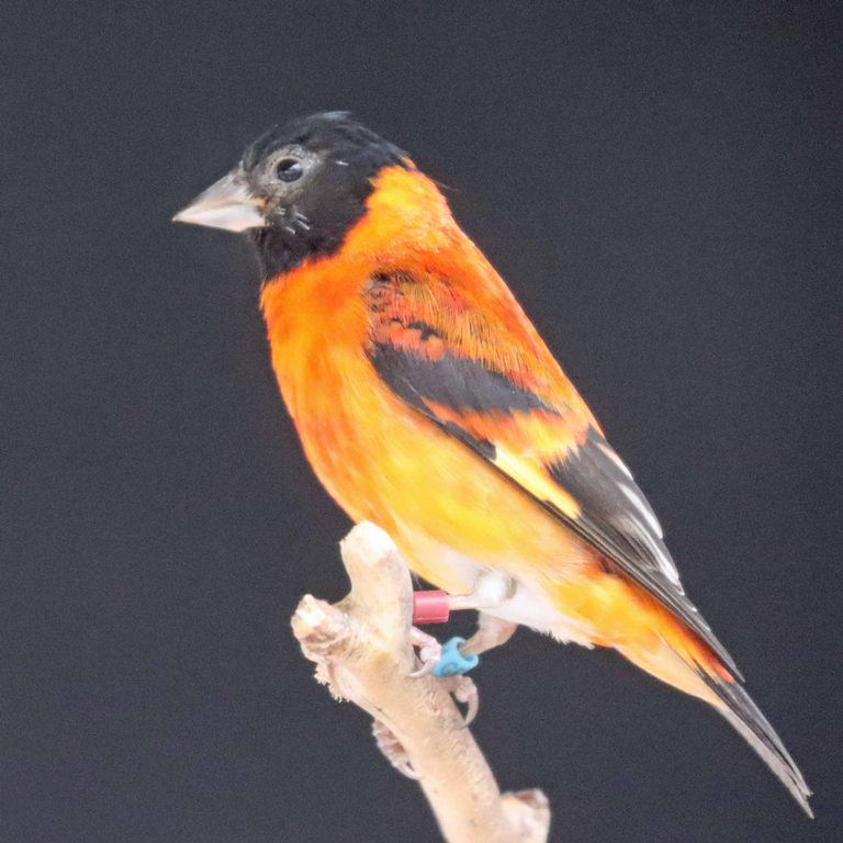 Red Siskin