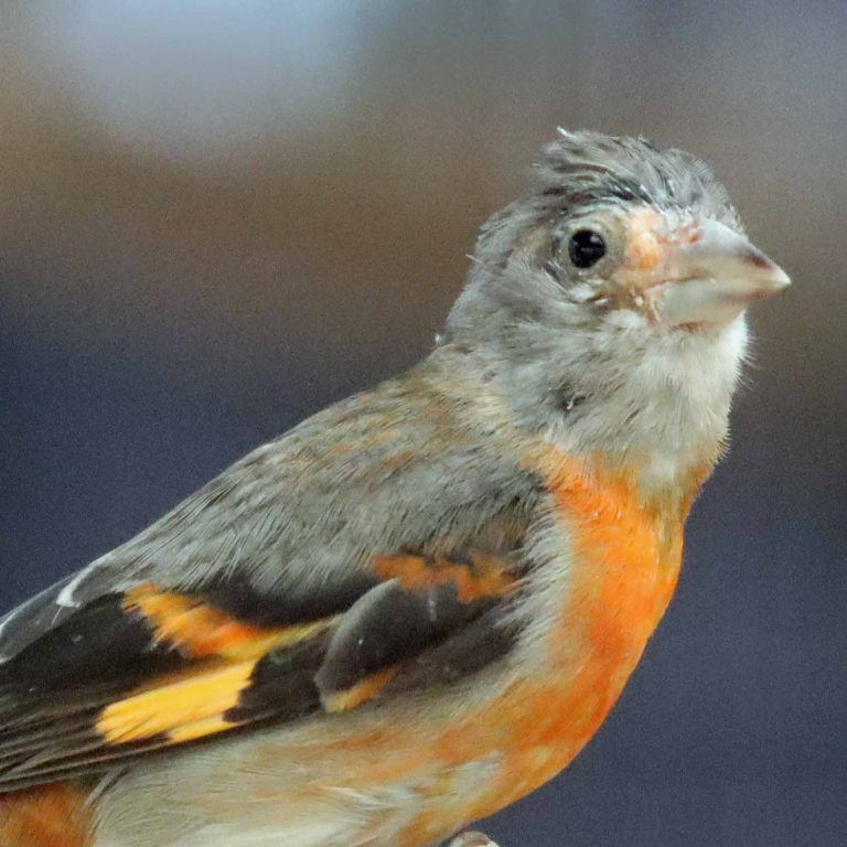 Red Siskin female