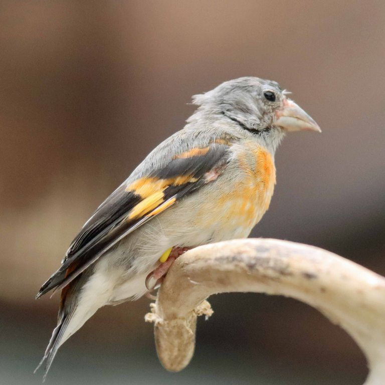 Red Siskin female