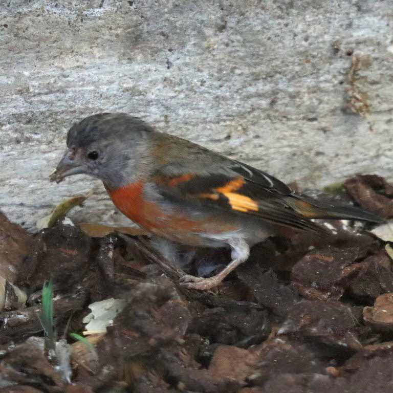 Red Siskin female