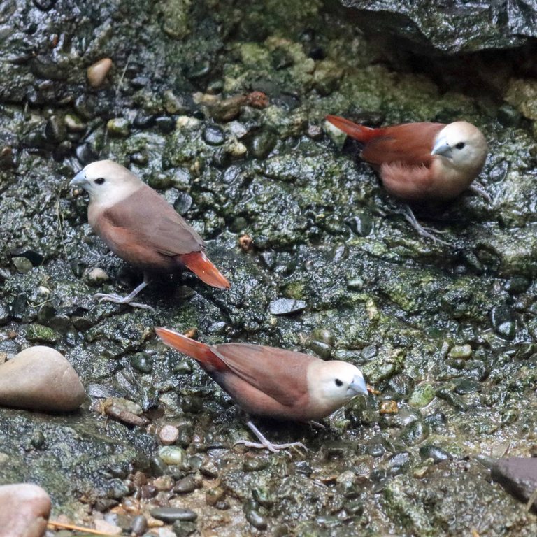 White-headed Munia