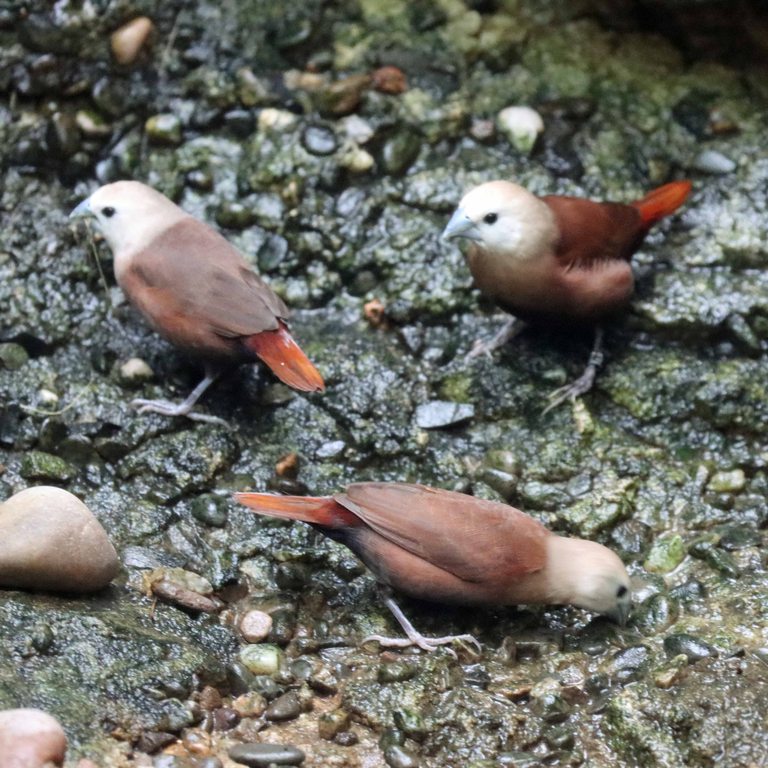 White-headed Nun Finch