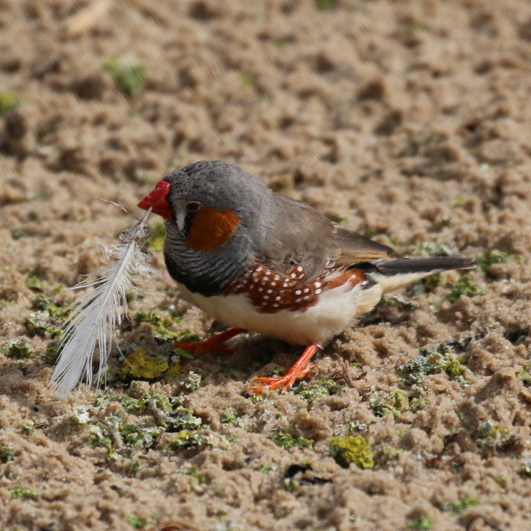 Zebra Finch with feather