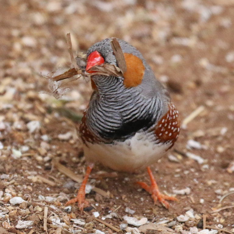 Zebra Finch with handlebars