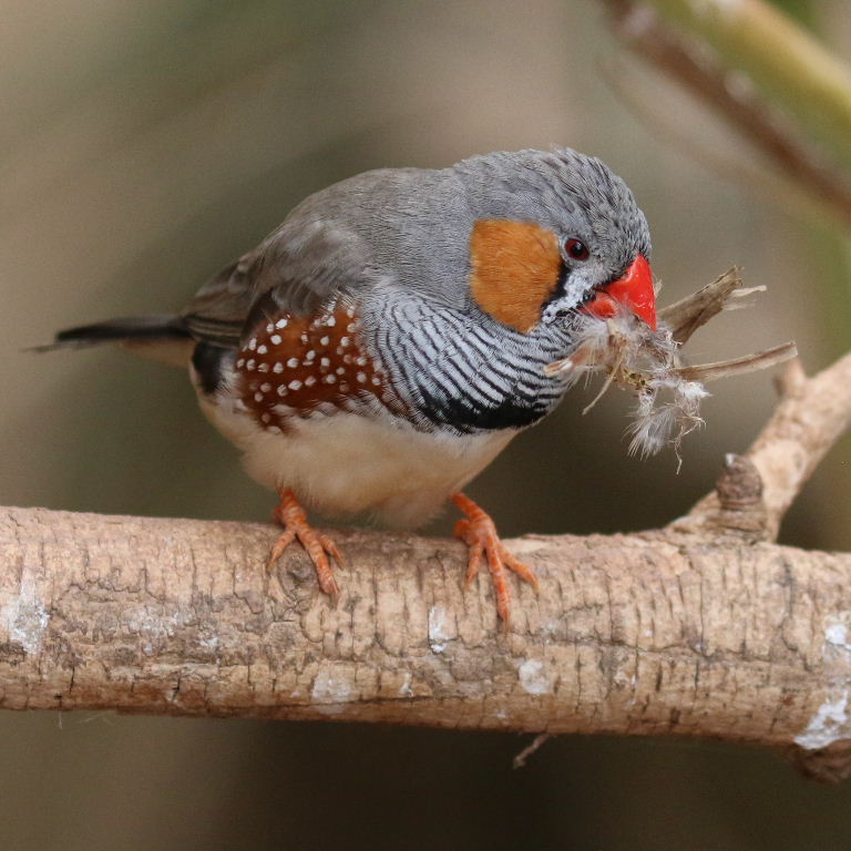 Zebra Finch male