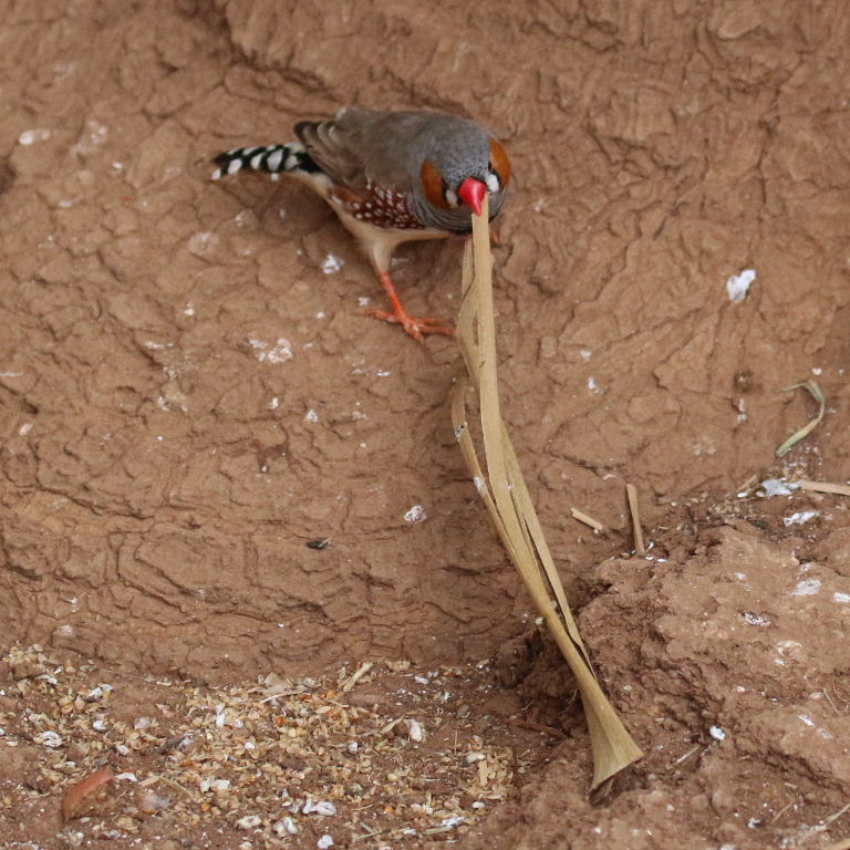 Zebra Finch nesting material