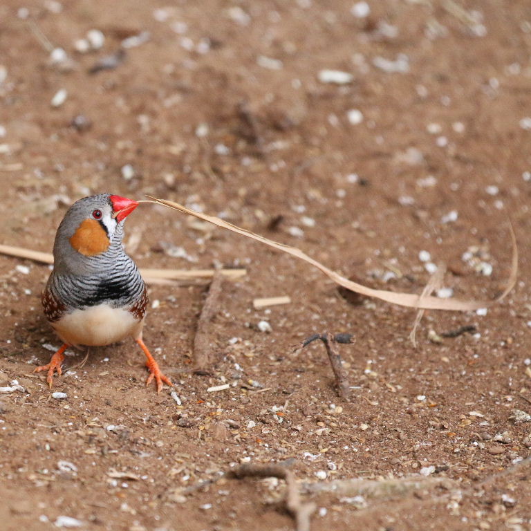 Zebra Finch nesting material