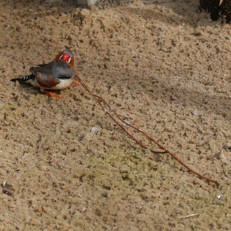 Zebra Finch nesting material