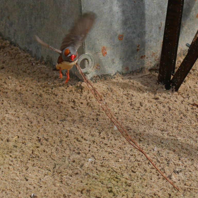 Zebra Finch nesting material