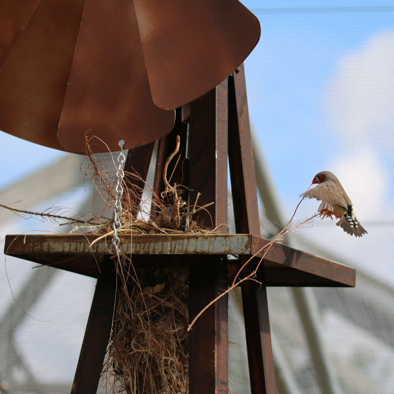 Zebra Finch nesting material