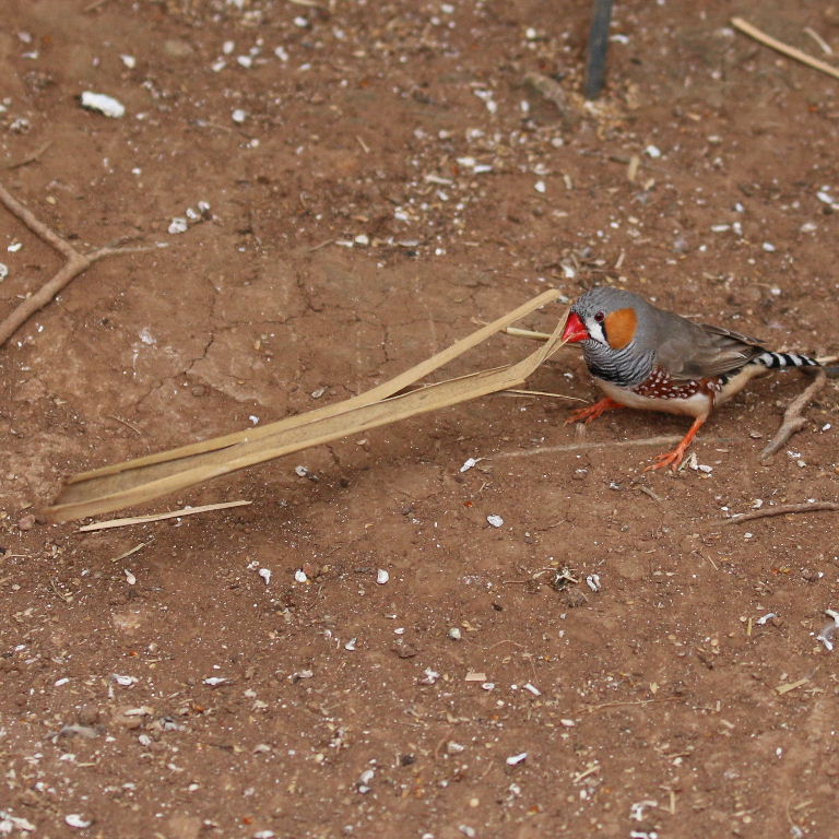 Zebra Finch