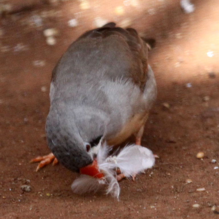 Zebra Finch female