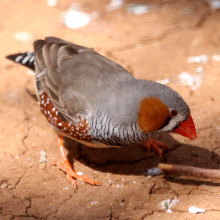 Zebra Finch male