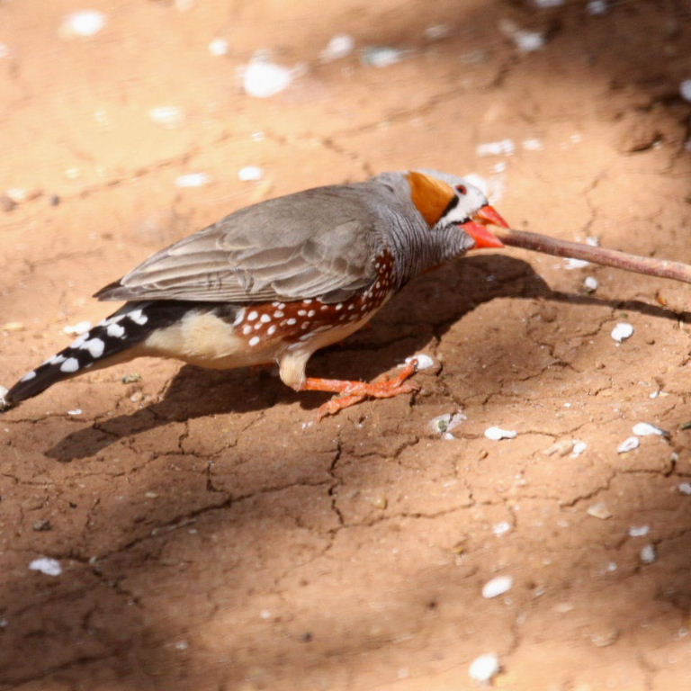 Zebra Finch male