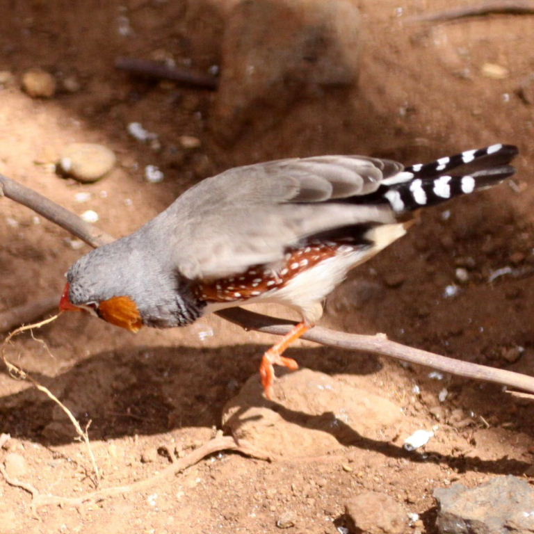 Zebra Finch male